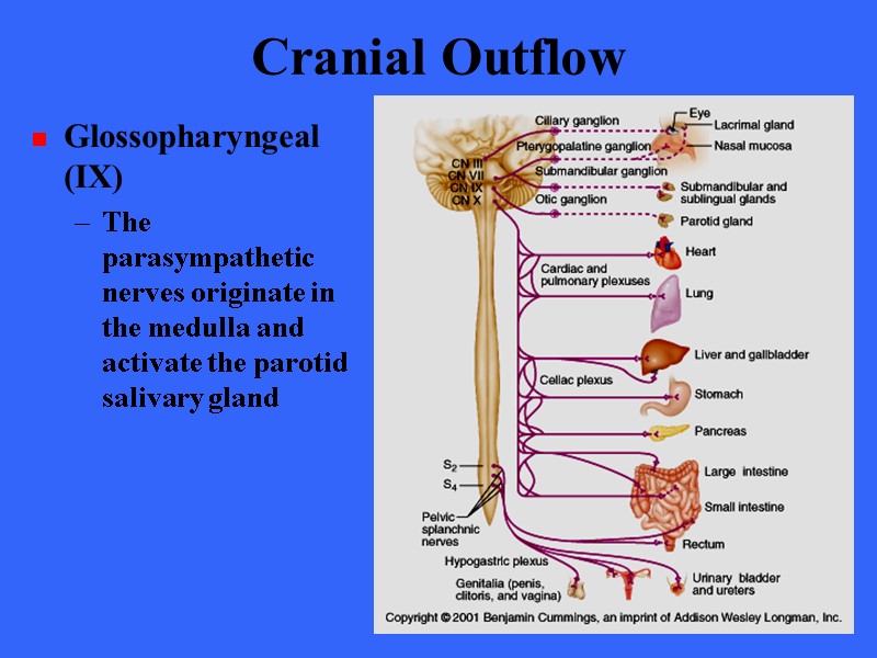 Cranial Outflow Glossopharyngeal (IX) The parasympathetic nerves originate in the medulla and activate the